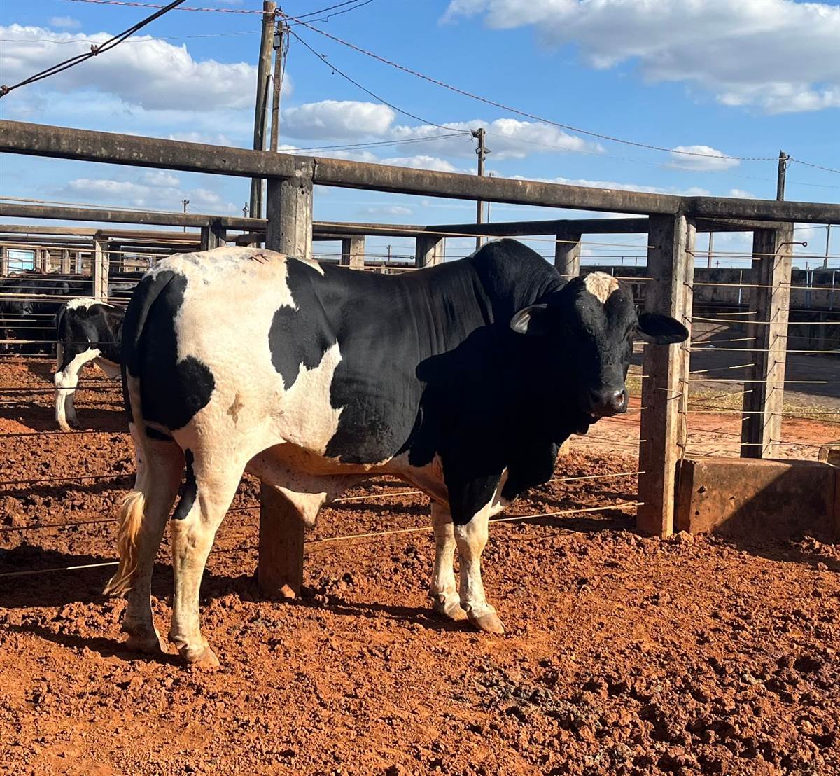 LOTE 01