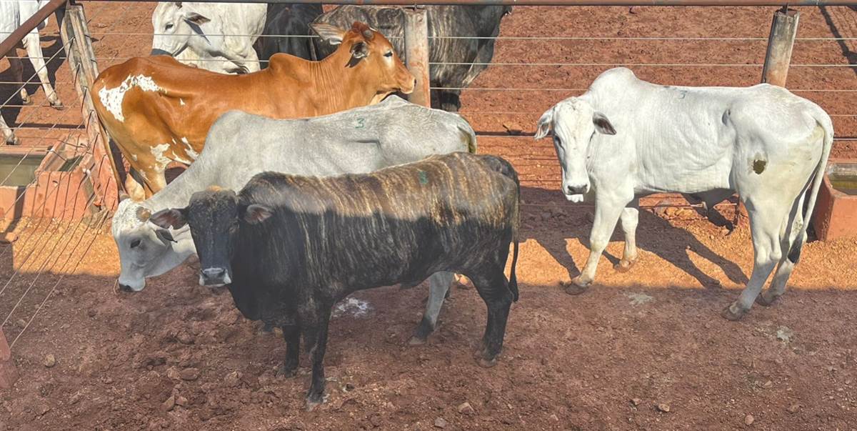 LOTE 03