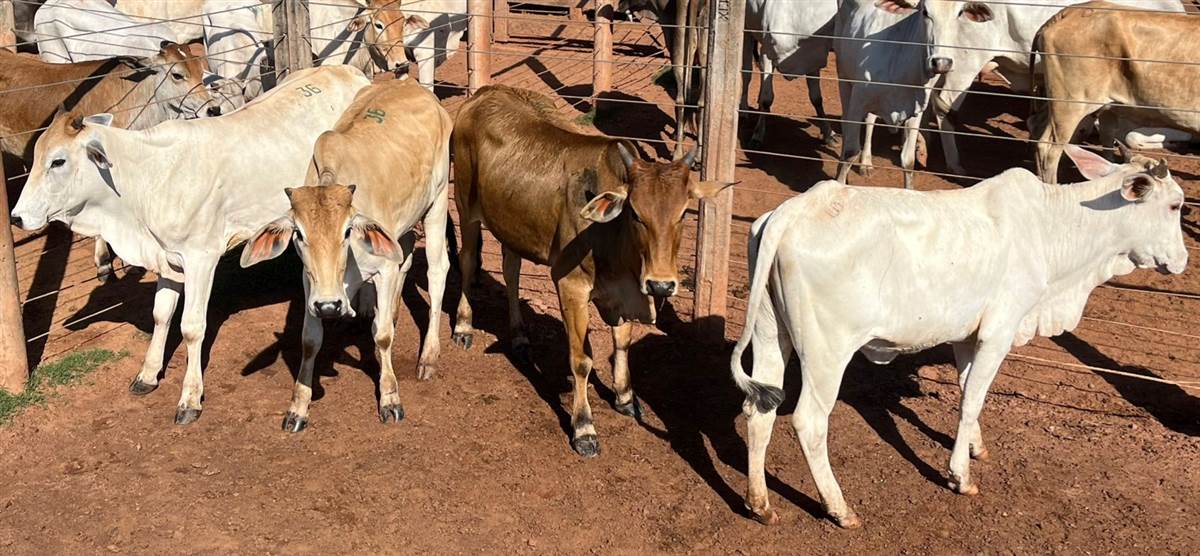 LOTE 36