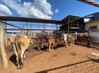 Fotos do lote 22 do leilão 281º LEILÃO DE CORTE PANTANAL LEILÕES 2