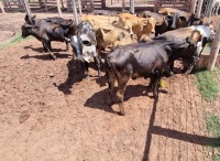 Fotos do lote 32 do leilão 230º LEILÃO DE CORTE PANTANAL LEILÕES 2