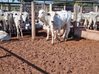 Fotos do lote 25 do leilão 230º LEILÃO DE CORTE PANTANAL LEILÕES 2