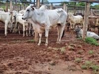 Fotos do lote 31 do leilão 231º LEILÃO DE CORTE PANTANAL LEILÕES 3