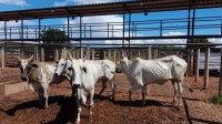 Fotos do lote 26 do leilão 233º LEILÃO DE CORTE PANTANAL LEILÕES 2