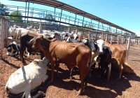 Fotos do lote 27 do leilão 271º LEILÃO DE CORTE PANTANAL LEILÕES 2