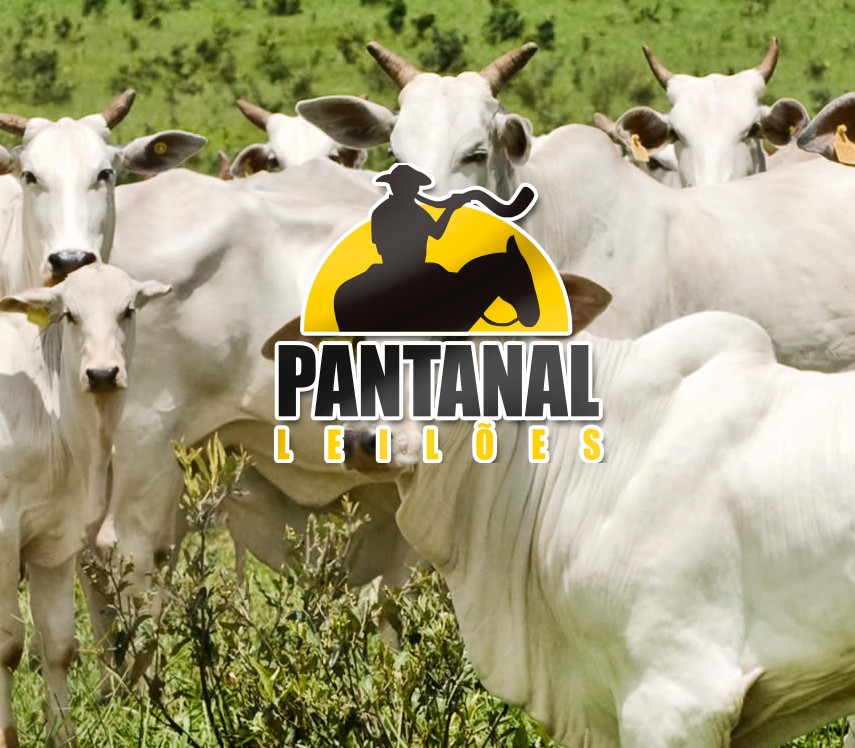 284° LEILÃO DE CORTE - PANTANAL LEILÕES