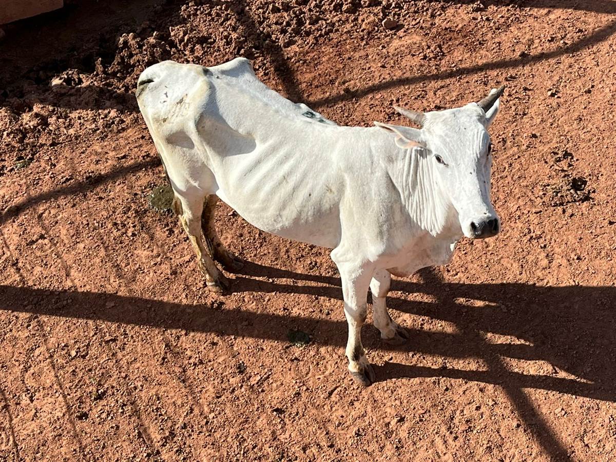 LOTE 18