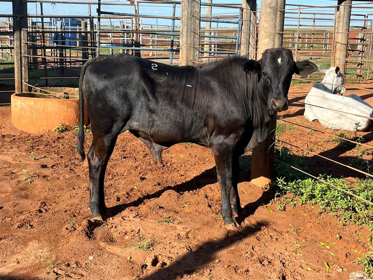 LOTE 02