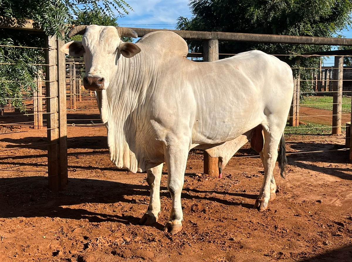 LOTE 03