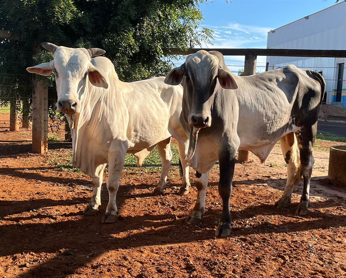 LOTE 05