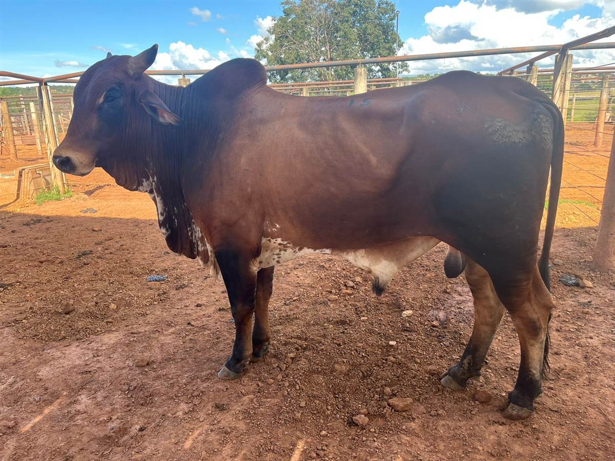 LOTE 15