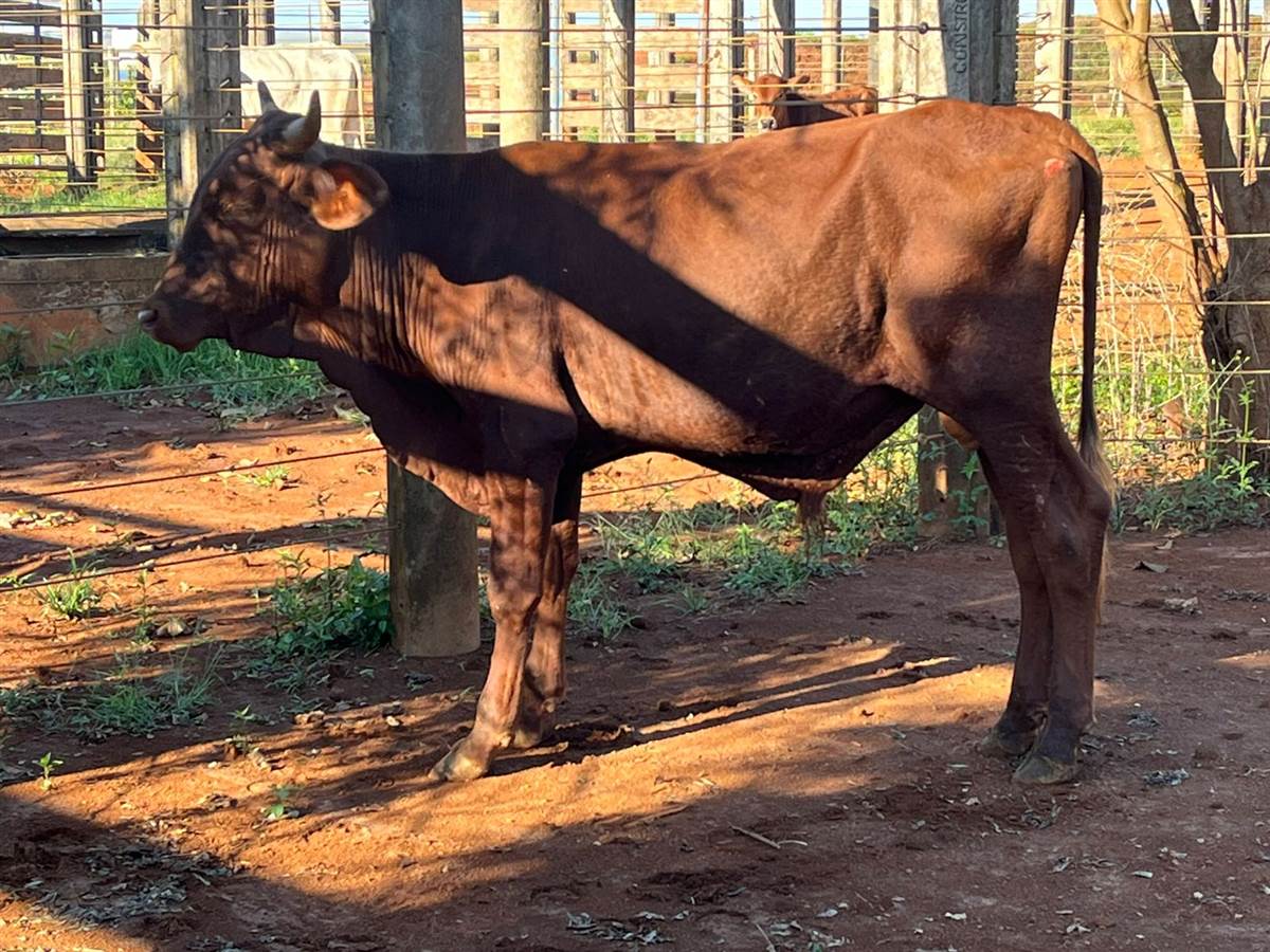 LOTE 16