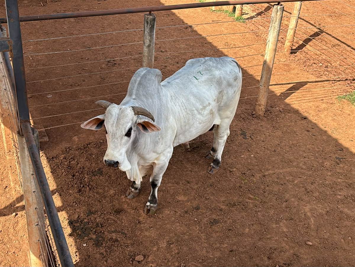 LOTE 17