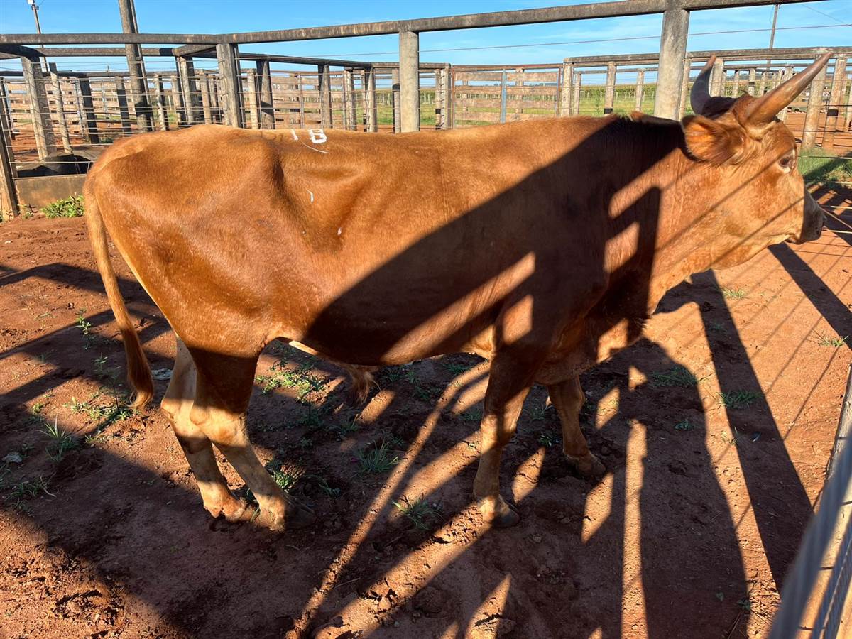 LOTE 18