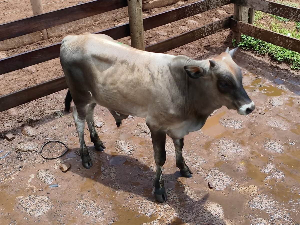 LOTE 19