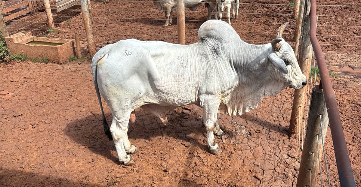 LOTE 19