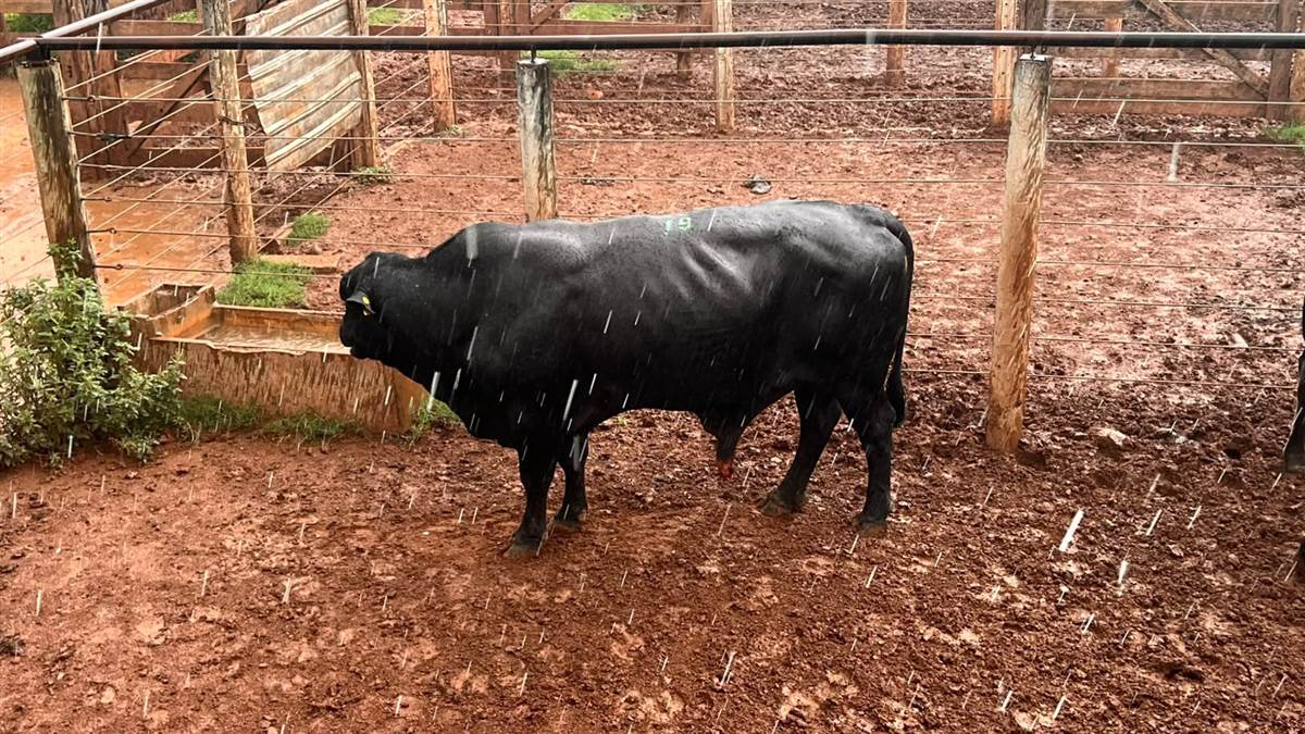 LOTE 19