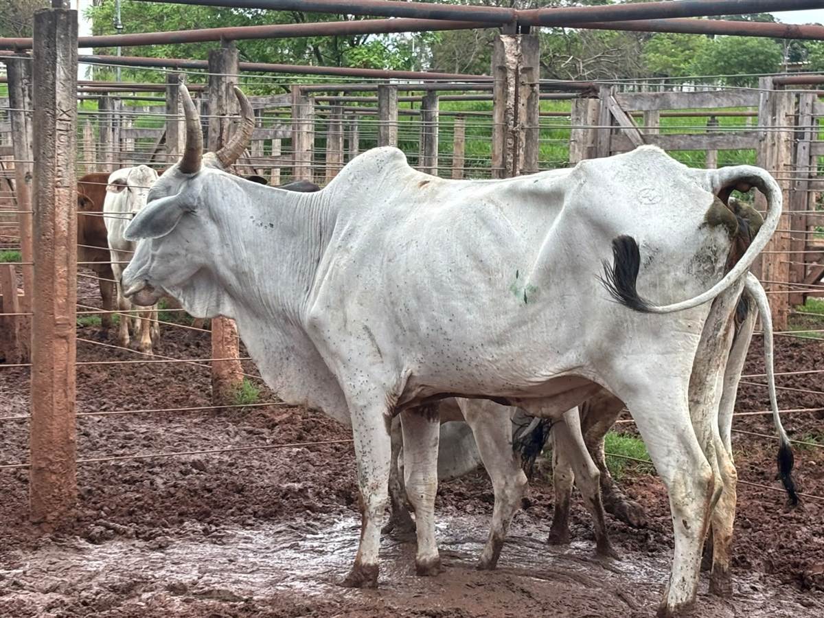 LOTE 20