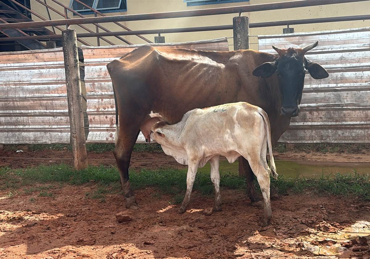 LOTE 22