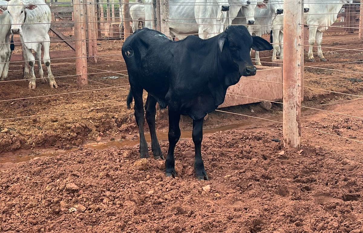 LOTE 23