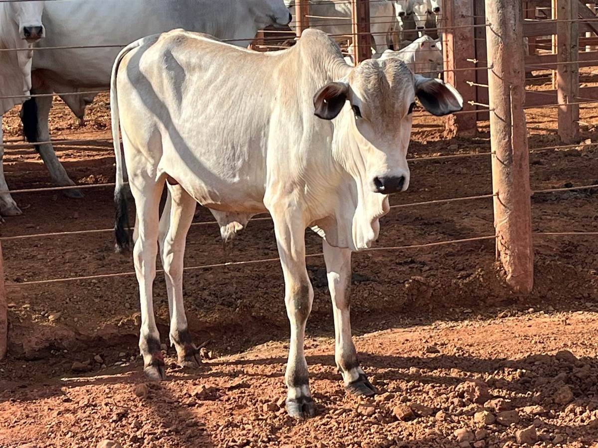 LOTE 25