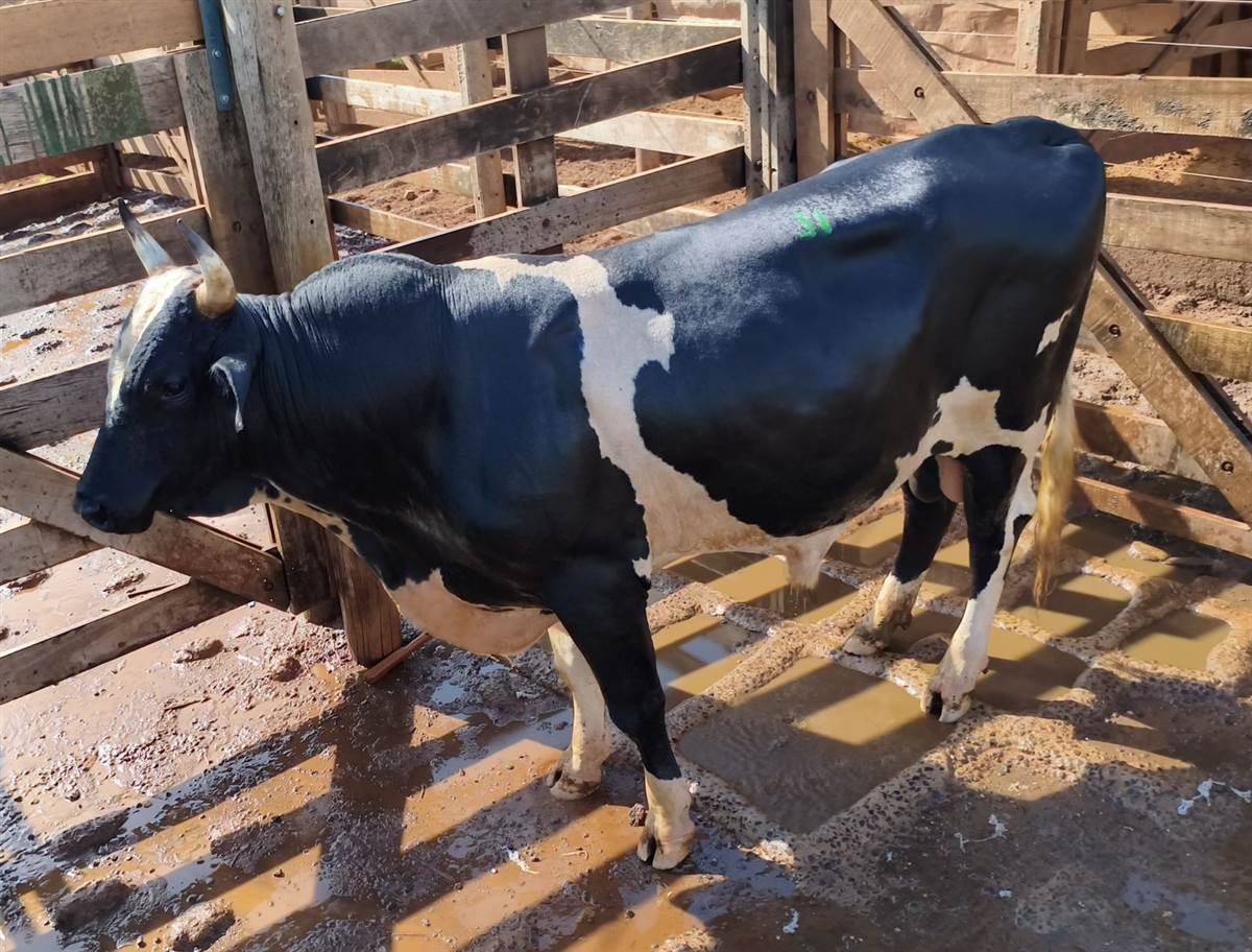LOTE 31