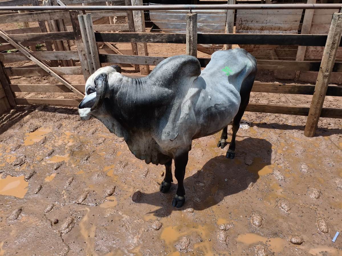 LOTE 37
