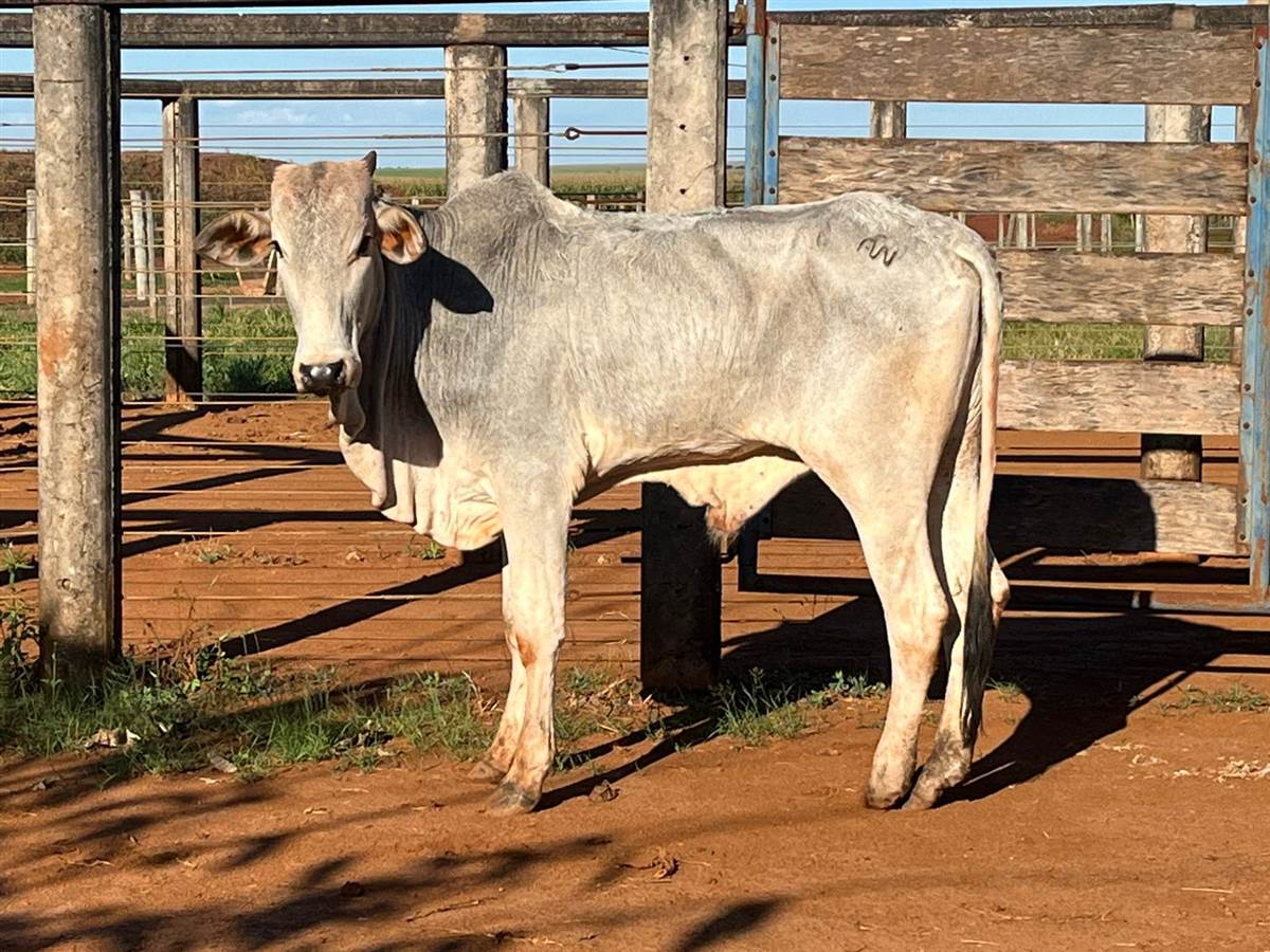 LOTE 37