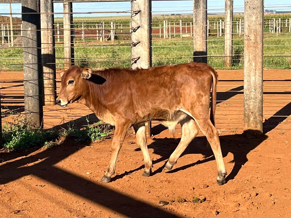 LOTE 38
