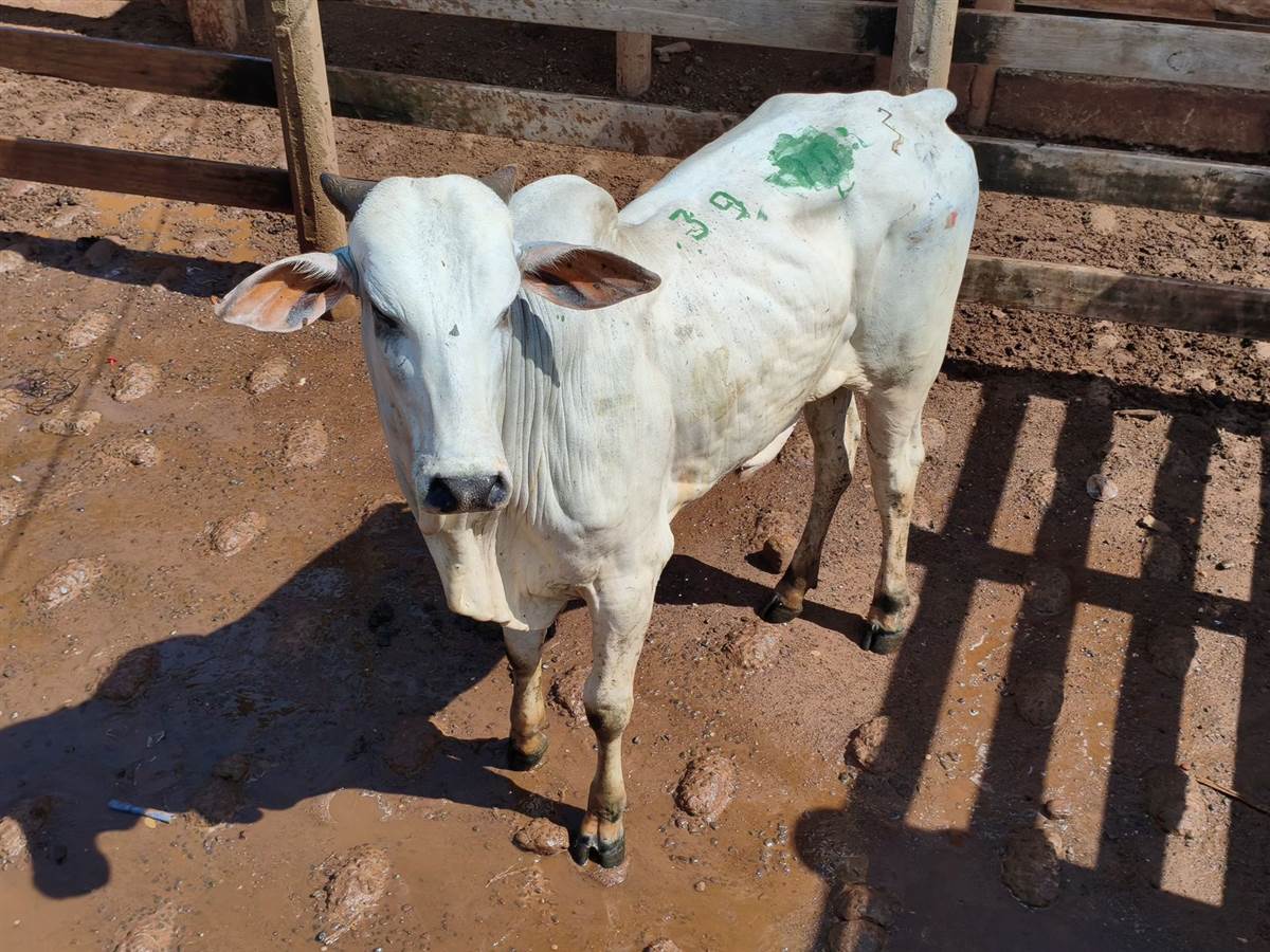 LOTE 39