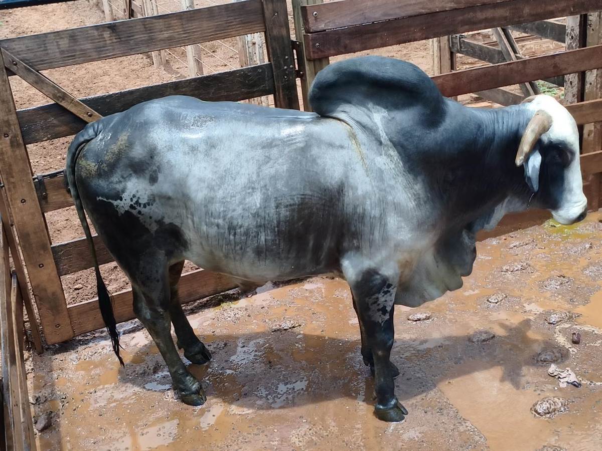 LOTE A-19