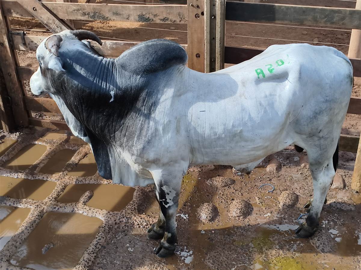 LOTE A - 20