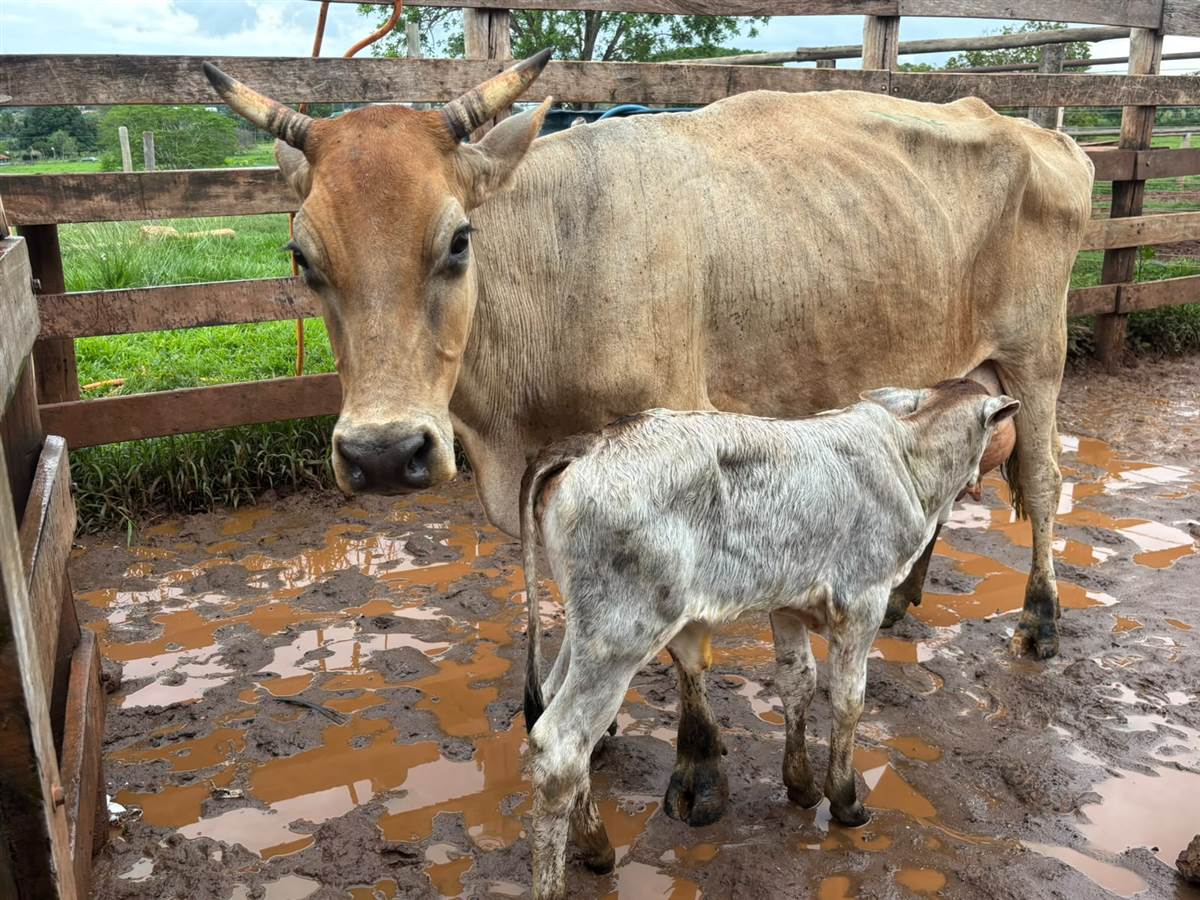 LOTE A-22