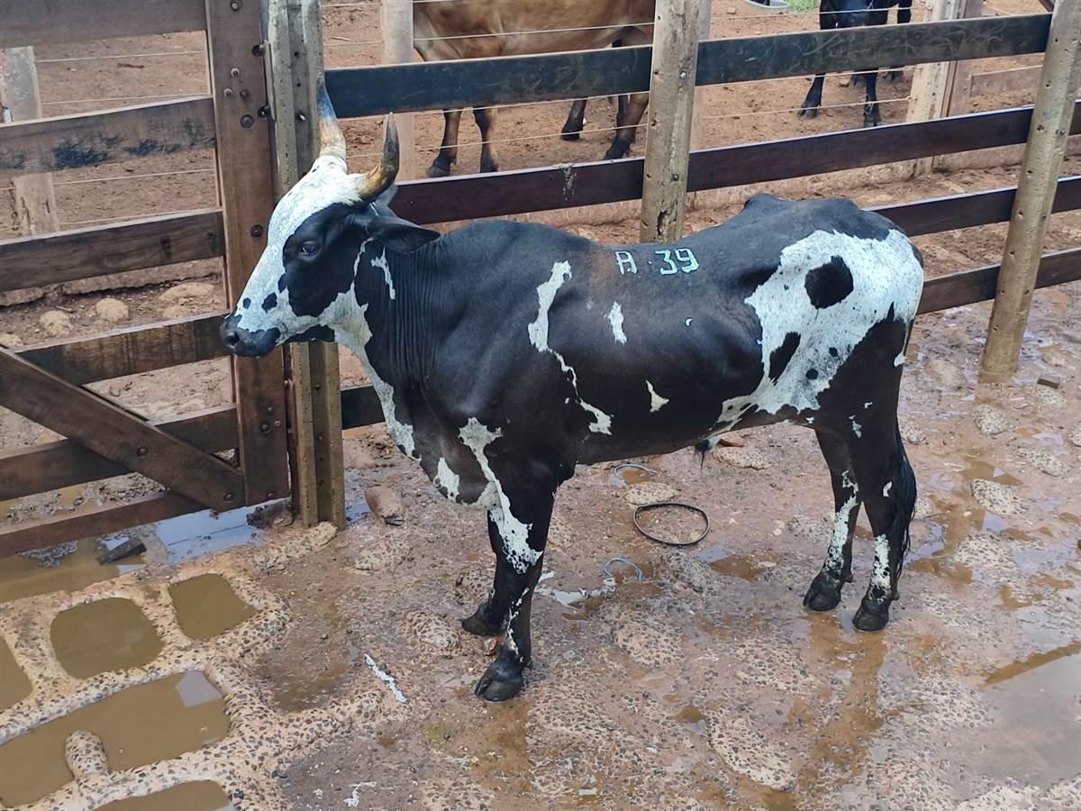 LOTE A-39
